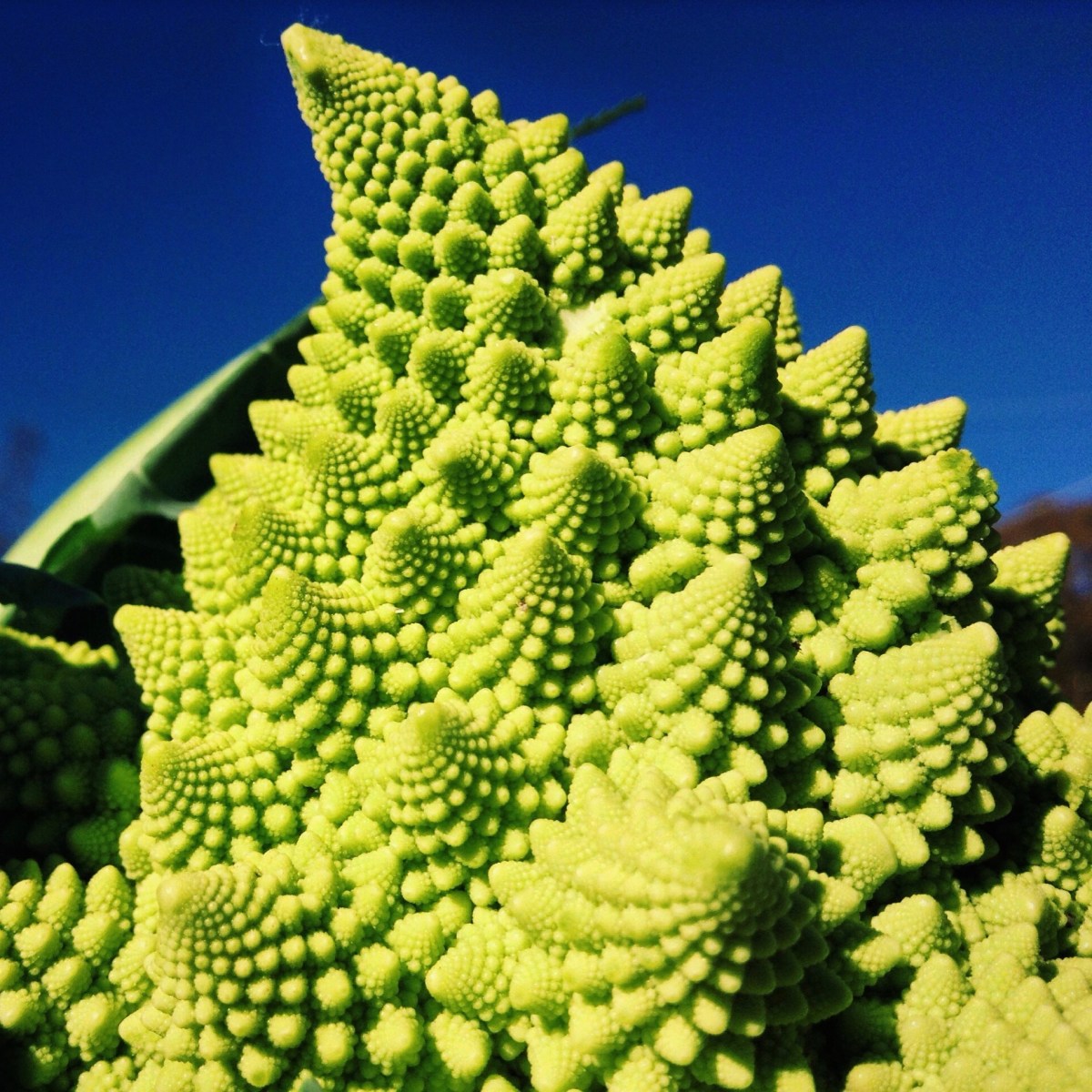 The secrets of the universe may or may not be held in the crossing of cauliflower and broccoli... Delete Comment