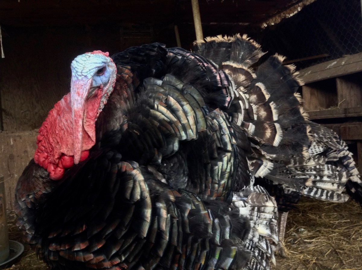 sacrificial king of the human holidays