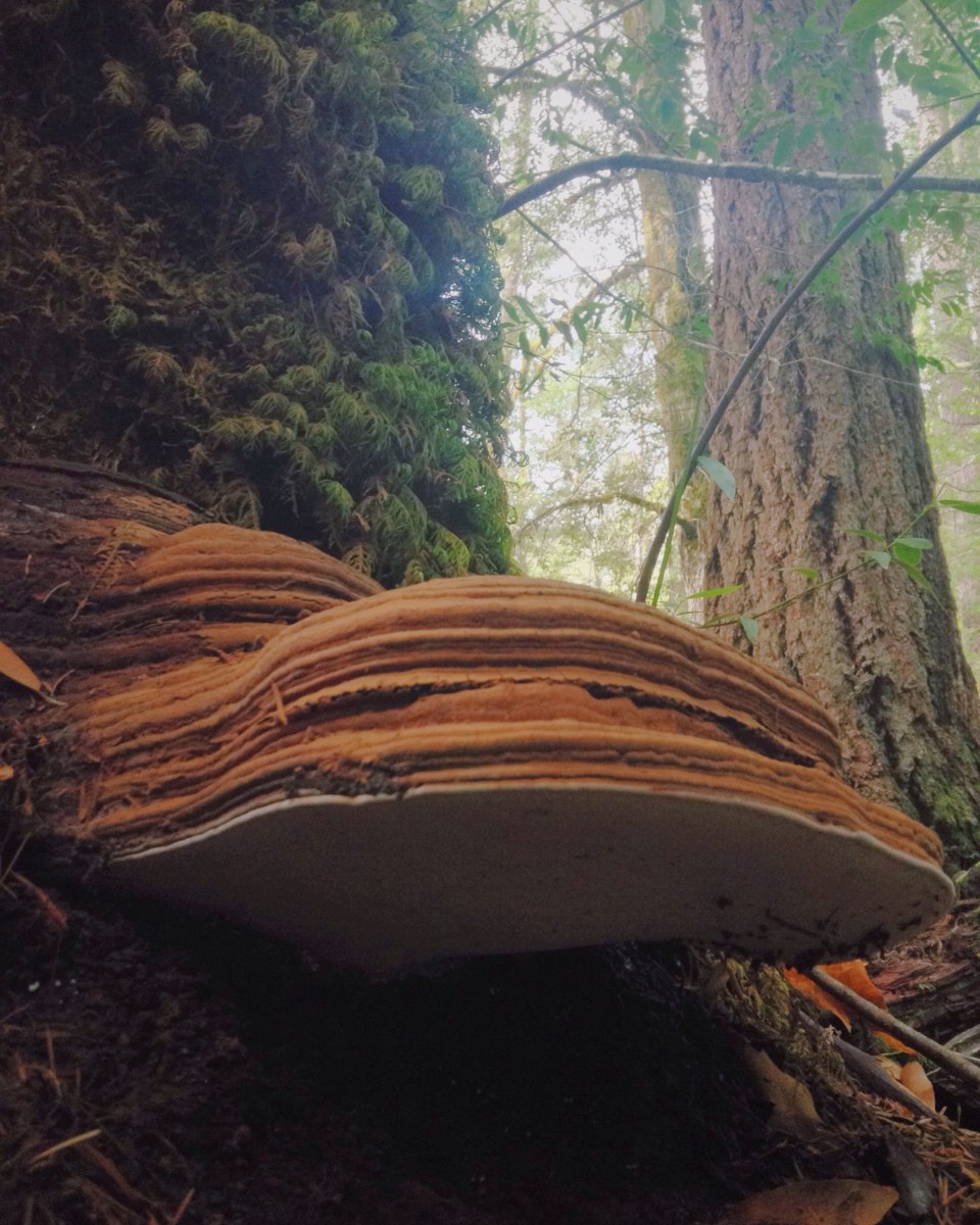 terrestial spore ship