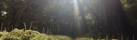 Little jungle in a little forest on a little planet shined on by a little star in an average sized universe.