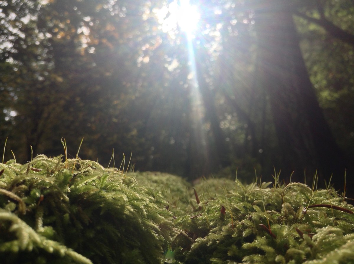 Little jungle in a little forest on a little planet shined on by a little star in an average sized universe.